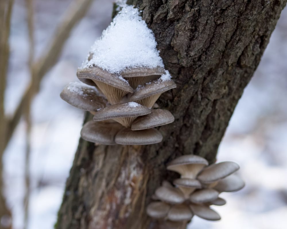 jak poprawić nastrój w zimie