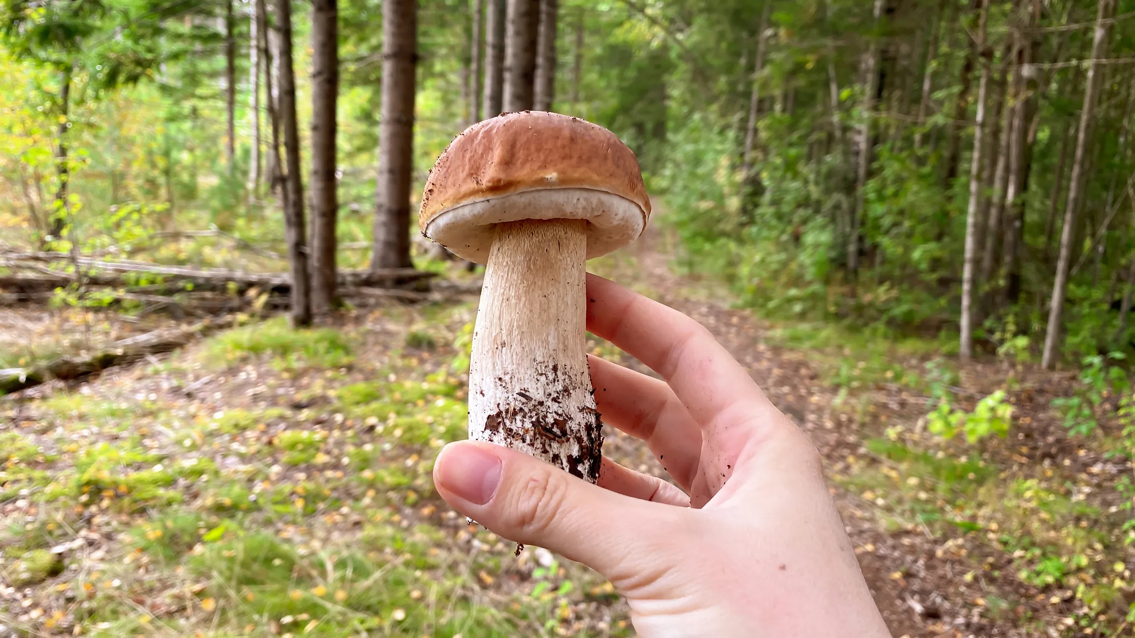 Jak jeść grzyby, żeby leczyły, a nie szkodziły?