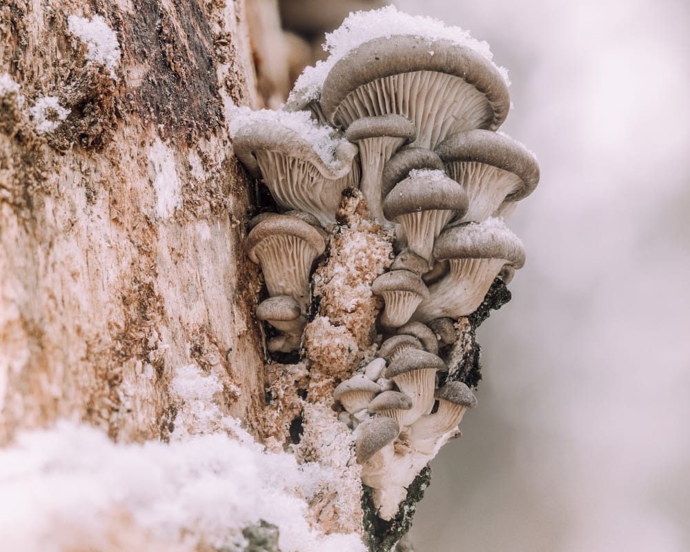 Curandera - Jak przetrwać zimę w dobrym zdrowiu, bez depresyjnego nastroju i nadmiernego wychłodzenia?